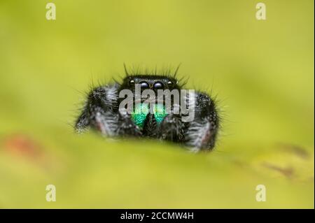 L'araignée sauteuse mâle (Phidippus regius) rampant sur une feuille sèche. Couleurs chaudes automnales, macro, détails nets. De beaux yeux immenses regardent la caméra Banque D'Images