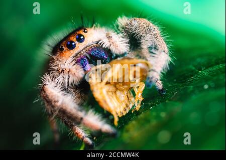 Une araignée sauteuse (Phidippus regius) mangeant sa proie, le cafard sur une feuille verte. Macro, grands yeux, détails nets. De beaux grands yeux et de grandes fangs. Banque D'Images