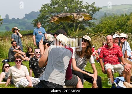 Carmarthen, pays de Galles - août 2020 : hibou de l'aigle survolant la tête des gens lors d'une exposition dans le jardin botanique national du pays de Galles Banque D'Images