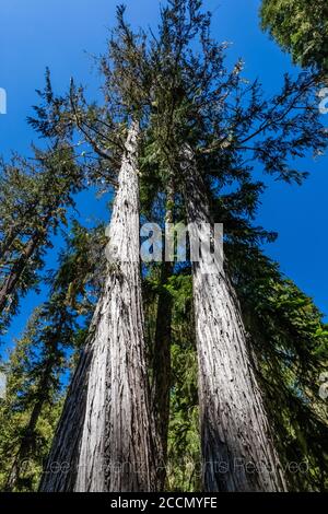 Nootka Cypress, Cupressus nootkatensis, le long de la piste de Snowgrass dans la nature sauvage de Goat Rocks, forêt nationale de Gifford Pinchot, État de Washington, États-Unis Banque D'Images
