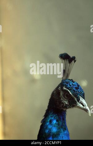 Un paon dans une cage sur une ferme privée. Peacock, magnifique représentant de Peacock mâle dans de grandes couleurs métalliques. Banque D'Images