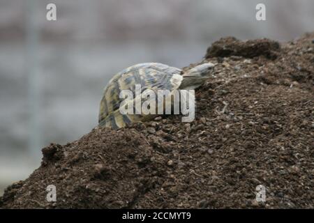 Grande tortue dans la ville. Ankara, Turquie. Tortue dans le jardin. Tortue dans le jardin. Banque D'Images