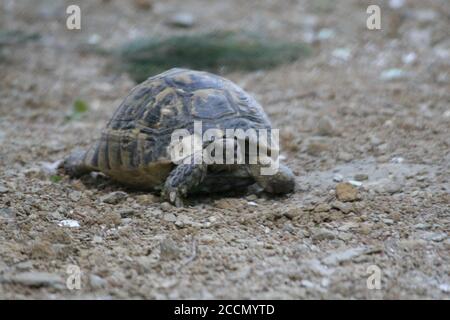 Grande tortue dans la ville. Ankara, Turquie. Tortue dans le jardin. Tortue dans le jardin. Banque D'Images