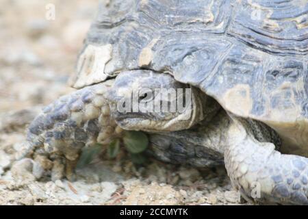 Grande tortue dans la ville. Ankara, Turquie. Tortue dans le jardin. Tortue dans le jardin. Banque D'Images