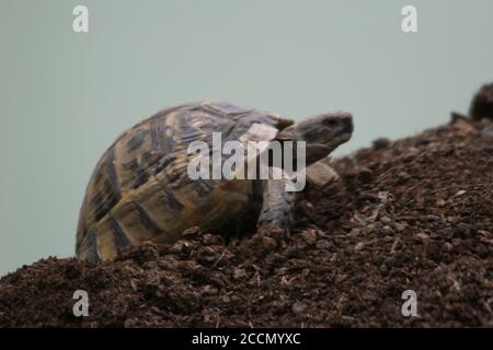 Grande tortue dans la ville. Ankara, Turquie. Tortue dans le jardin. Tortue dans le jardin. Banque D'Images
