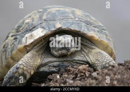 Grande tortue dans la ville. Ankara, Turquie. Tortue dans le jardin. Tortue dans le jardin. Banque D'Images