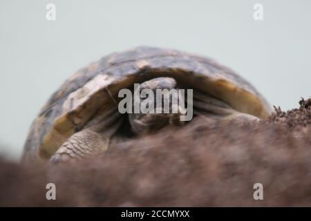 Grande tortue dans la ville. Ankara, Turquie. Tortue dans le jardin. Tortue dans le jardin. Banque D'Images