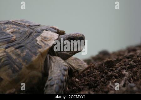 Grande tortue dans la ville. Ankara, Turquie. Tortue dans le jardin. Tortue dans le jardin. Banque D'Images