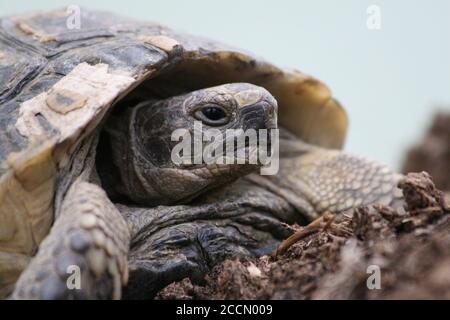 Grande tortue dans la ville. Ankara, Turquie. Tortue dans le jardin. Tortue dans le jardin. Banque D'Images