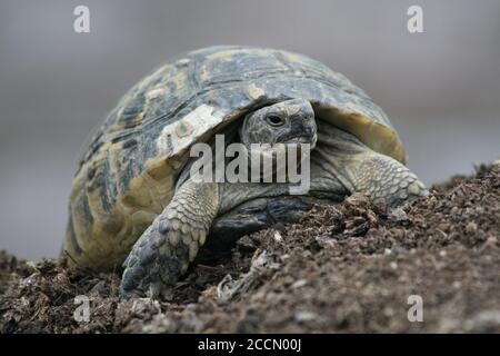 Grande tortue dans la ville. Ankara, Turquie. Tortue dans le jardin. Tortue dans le jardin. Banque D'Images