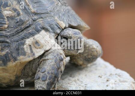 Grande tortue dans la ville. Ankara, Turquie. Tortue dans le jardin. Tortue dans le jardin. Banque D'Images