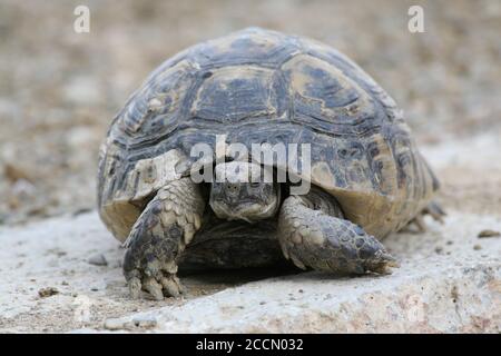 Grande tortue dans la ville. Ankara, Turquie. Tortue dans le jardin. Tortue dans le jardin. Banque D'Images