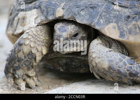 Grande tortue dans la ville. Ankara, Turquie. Tortue dans le jardin. Tortue dans le jardin. Banque D'Images