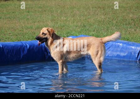 Beau chien brun debout dans l'eau d'un gonflable piscine Banque D'Images