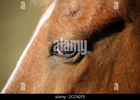 Gros plan d'un cheval à fourrure avec un grand œil Banque D'Images