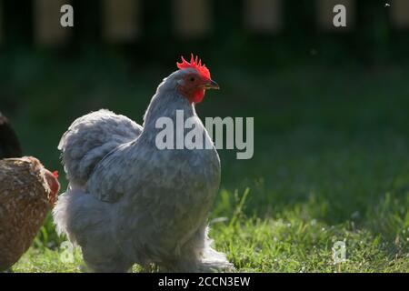 La lumière chaude du soleil du soir met en évidence les bords de ce petit poulet gris clair de style bantam pekin. Brille et illumine le sabot et le larmoiement. Banque D'Images