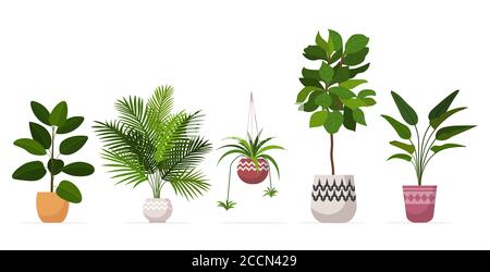 ensemble décoration plantes de maison plantés dans des pots en céramique différents jardin en pot illustration vectorielle horizontale isolée de la collection de plantes Illustration de Vecteur