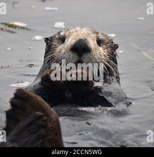 Une loutre de mer curieux (Enhydra lutris) Vue depuis les eaux d'Elkhorn Slough sur la Californie côte Banque D'Images