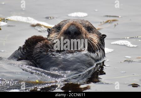 Une loutre de mer curieux (Enhydra lutris) Vue depuis les eaux d'Elkhorn Slough sur la Californie côte Banque D'Images