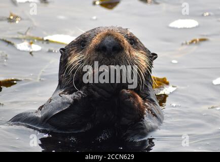 Une loutre de mer curieux (Enhydra lutris) Vue depuis les eaux d'Elkhorn Slough sur la Californie côte Banque D'Images