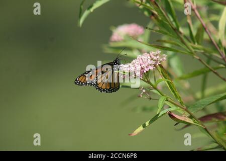 Monarque papillon sur pétales de fleurs dans Forest Park-St. Louis. Banque D'Images