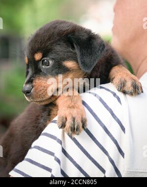 Le chien mignon repose sa tête sur l'épaule de l'homme adulte. Vue rapprochée. Banque D'Images