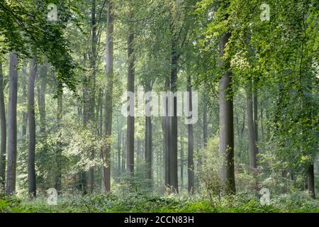 Paysage forestier vert au printemps Banque D'Images