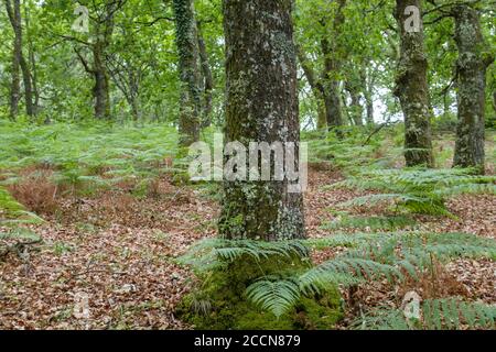 Paysage forestier vert au printemps Banque D'Images