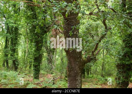 Paysage forestier vert au printemps Banque D'Images