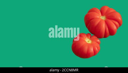 Gros plan de deux tomates biologiques rouges et mûres sur fond vert. Banque D'Images