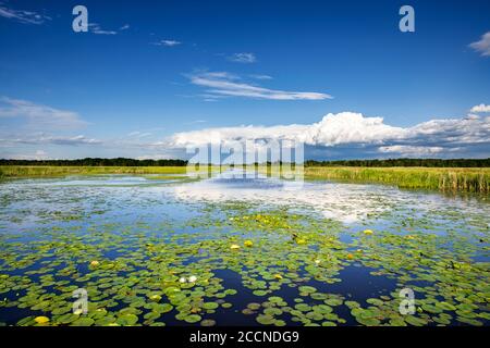 Orages en développement, lilies d'eau blanche, Crex Meadows WMA, WI, États-Unis, début d'été, par Dominique Braud/Dembinsky photo Assoc Banque D'Images