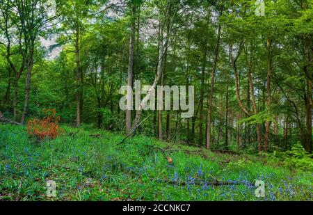 Photo panoramique de cloches sur une pente au printemps à Greno Wood, ancienne forêt près de Grenoside, près de Sheffield, Royaume-Uni Banque D'Images