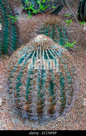 Le cactus de barde feu (Ferrocactus Coloratus) est un cactus très attrayant avec des épines étonnantes. Banque D'Images