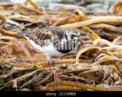 Un adulte de turnstone, Arenaria interprés, dans le varech le long de la rive dans le port hollandais, île d'Unalaska, Alaska.