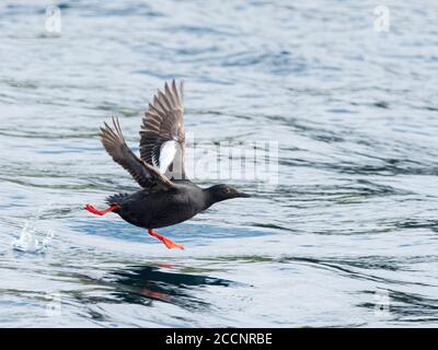 Un pigeon adulte guillemot, Cepphus columba, qui prend le vol dans les îles Baby, îles Aléoutiennes, Alaska. Banque D'Images