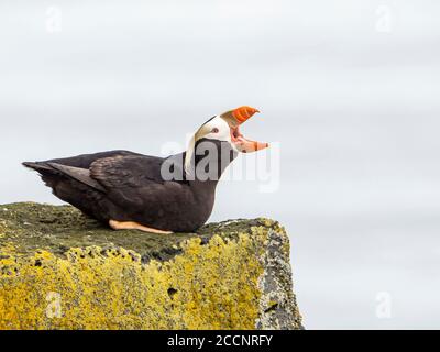 Macareux touffés adultes, Fratercula cirrhota, sur le rebord de la falaise de l'île Saint-Paul, dans les îles Pribilof, en Alaska. Banque D'Images