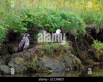 Aigles à tête blanche adultes et juvéniles, Haliaeetus leucocephalus, dans la ville de Dutch Harbour, île d'Unalaska, Alaska. Banque D'Images