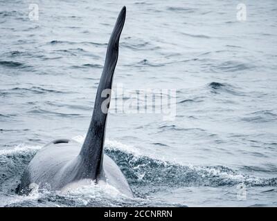 Épaulard adulte, Orcinus orca, en surfaçage au large de l'île Kiska, îles Aléoutiennes, Alaska. Banque D'Images