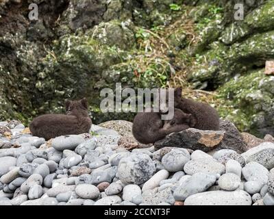 Les jeunes renards arctiques, Vulpes lagopus, dans leurs manteaux de fourrure d'été bruns sur l'île Saint-George, dans les îles Pribilof, en Alaska. Banque D'Images