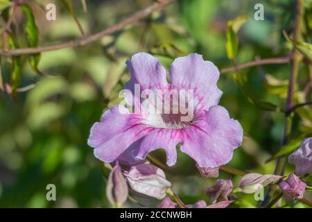 fleur rose trompette vigne vue rapprochée avec la lumière du soleil Banque D'Images