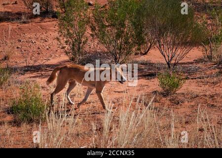 Dingo sauvage marchant dans le Bush, à la recherche de nourriture. Chien sauvage, homme, brun clair couleur Havane, chasse individuelle indépendante. Espèces endémiques d'Australie. Banque D'Images