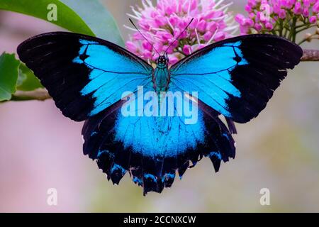Bleu vivant papillon Ulysses (Papilio ulysses) ailes ouvertes dans la nature, pollinisant des fleurs roses. Symbole emblématique. Yungaburra, Queensland, Australie Banque D'Images
