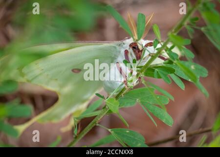 Un papillon de luna repose sur une mauvaise herbe. Raleigh, Caroline du Nord. Banque D'Images