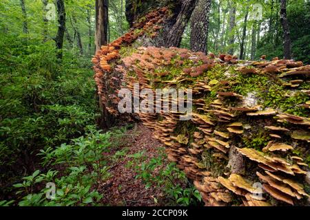 Dense colonie de Polypore à denture violette (Trichaptum biforme) qui grogne sur le tronc d'arbre tombé - Pisgah National Forest, Brevard, Caroline du Nord, États-Unis Banque D'Images