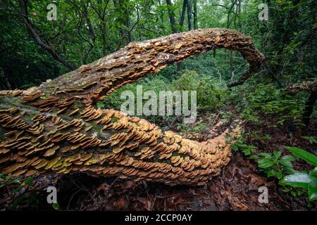 Dense colonie de Polypore à denture violette (Trichaptum biforme) qui grogne sur le tronc d'arbre tombé - Pisgah National Forest, Brevard, Caroline du Nord, États-Unis Banque D'Images