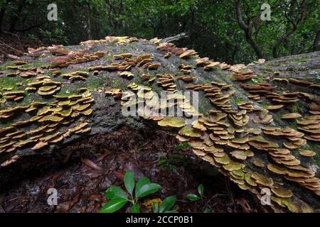 Dense colonie de Polypore à denture violette (Trichaptum biforme) qui grogne sur le tronc d'arbre tombé - Pisgah National Forest, Brevard, Caroline du Nord, États-Unis Banque D'Images