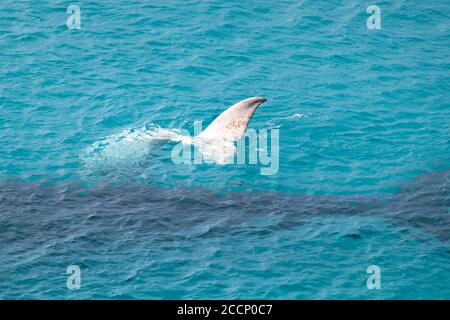 Petit rorqual du sud. Veau blanc montrant sa queue au-dessus de la surface de l'océan, lobs de queue. Rare individu. Mère baleine (vache) sous l'eau Banque D'Images