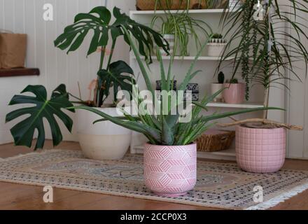 groupe de plantes en pot intérieures dans la salle blanche avec bois sol Banque D'Images