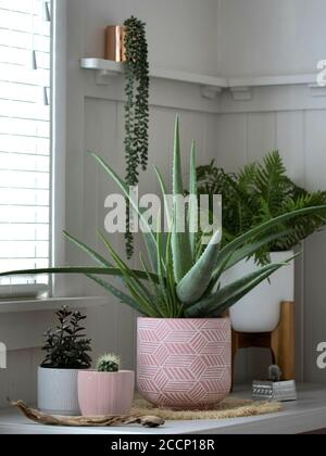 grande plante de vera d'aloès dans pot rose sur la table avec plantes en pot dans la salle blanche Banque D'Images