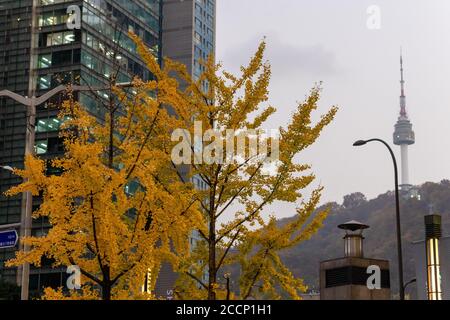 Tour N vue du centre-ville de Séoul. Saison d'automne : arbre aux feuilles jaunes au premier plan. Immeubles de bureaux. Séoul, Corée Banque D'Images